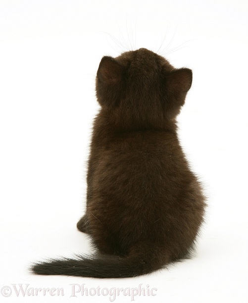 British Shorthair black kitten Panther, 7 weeks old, back view, white background