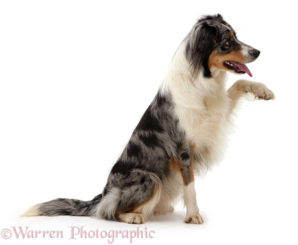 Blue merle Border Collie bitch, Sable, with raised paw, white background