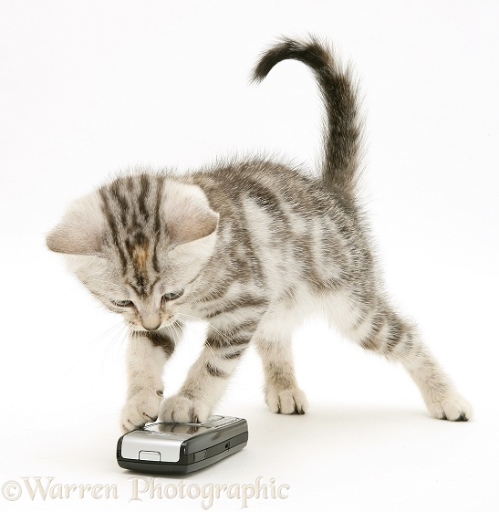 Silver tabby kitten Joan with a mobile phone, white background