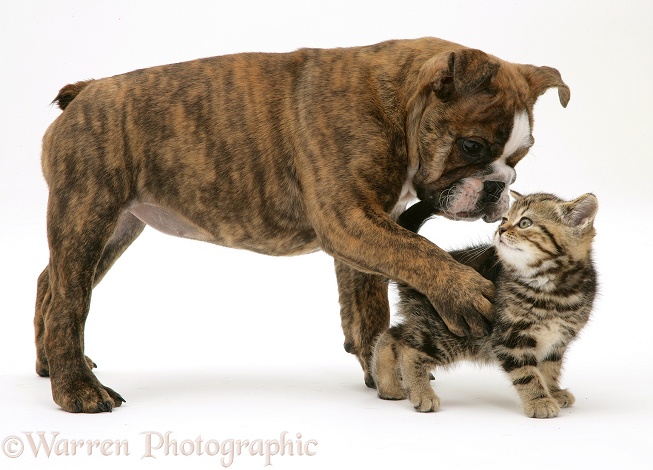 Bulldog pup playing with tabby kitten, white background
