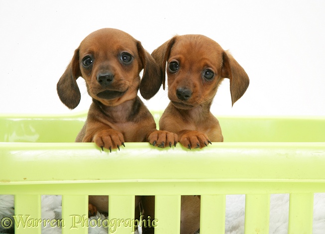 Red miniature Dachshund pups, paws over, white background