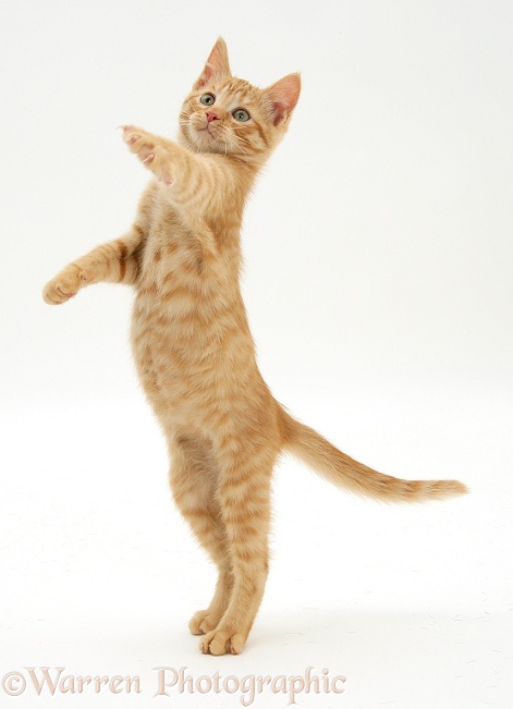 Ginger kitten, Sparkle, 10 weeks old, standing and reaching up, white background