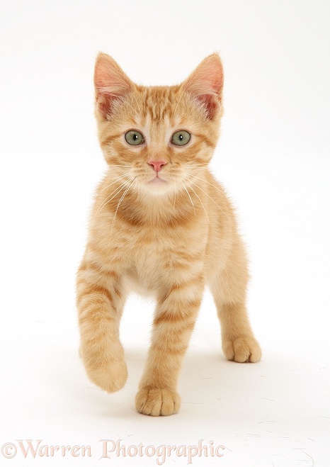 Ginger kitten, Sparkle, 10 weeks old, white background