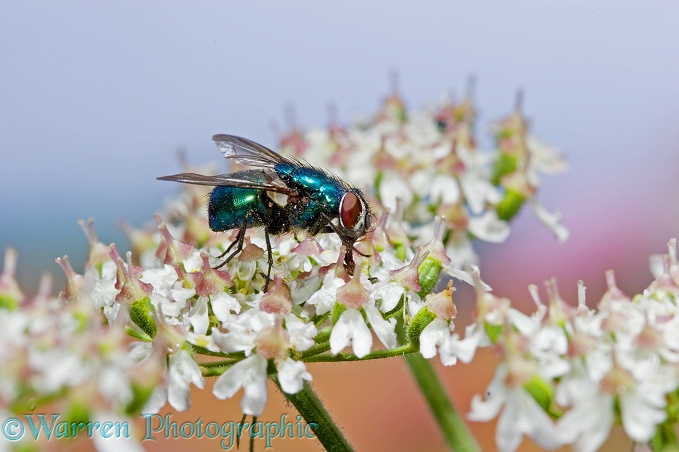 Greenbottle Fly (Lucilia species) feeding on Hogweed
