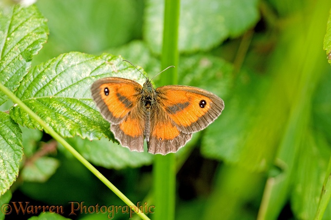 Hedge Brown Butterfly (Pyronia tithonus) male sunning
