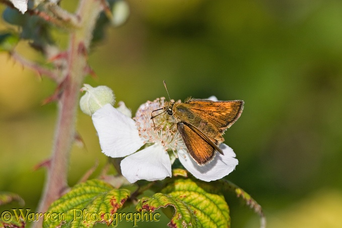 Lulworth Skipper Butterfly (Thymelicus acteon) female feeding on Bramble