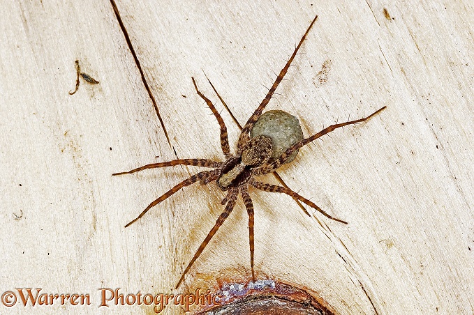 Meadow Spider (Pardosa amentata) female carrying egg sac.  Europe