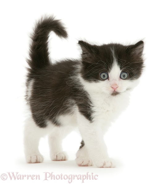 Black-and-white kitten, white background