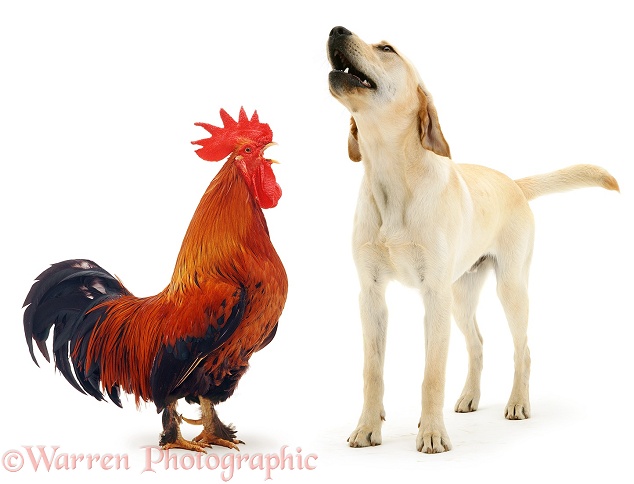 Rooster crowing and dog barking, white background