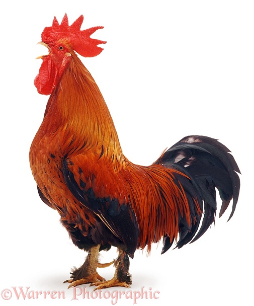 Rooster crowing, white background