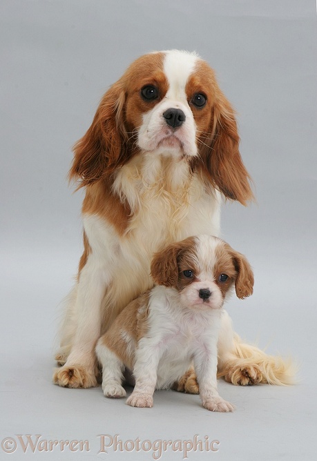 Cavalier King Charles Spaniel with pup