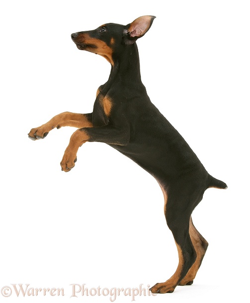 Doberman pup Inca standing up on hind legs, white background