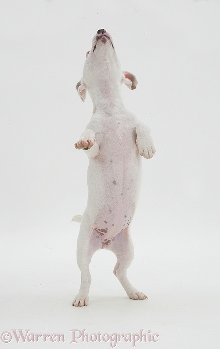 White Jack Russell Terrier pup Angel on hind legs, white background