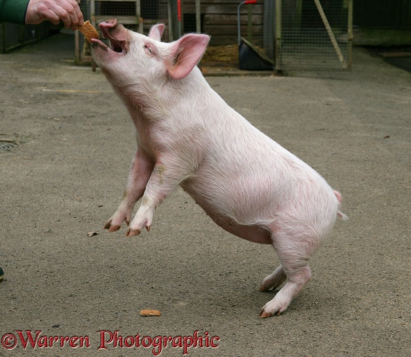 Young pig (potbelly x Kunekune gilt) Priscilla almost jumping up