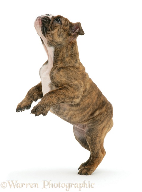 Bulldog pup Oliver standing on hind legs, white background