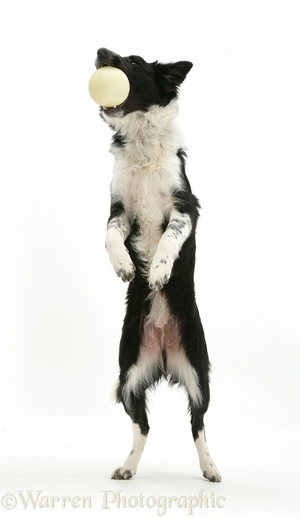 Black-and-white Border Collie Codie standing on hind legs to catch a ball, white background