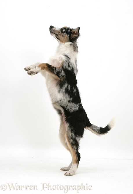 Collie-cross Kirsty on hind legs, white background