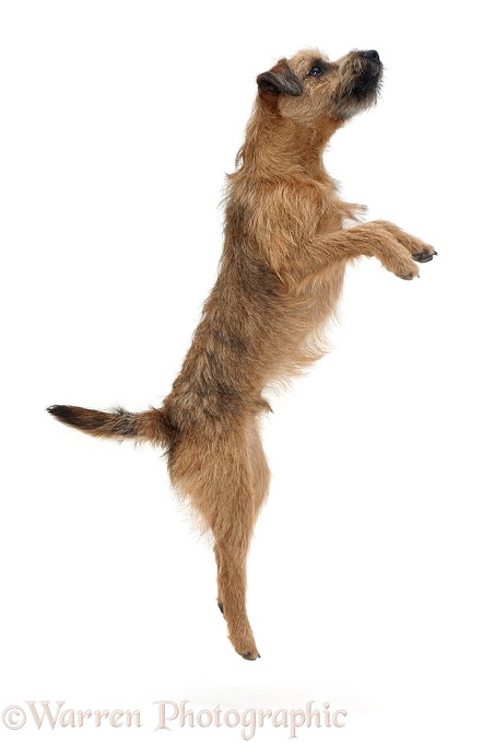 Border Terrier dog Dennis jumping up, white background