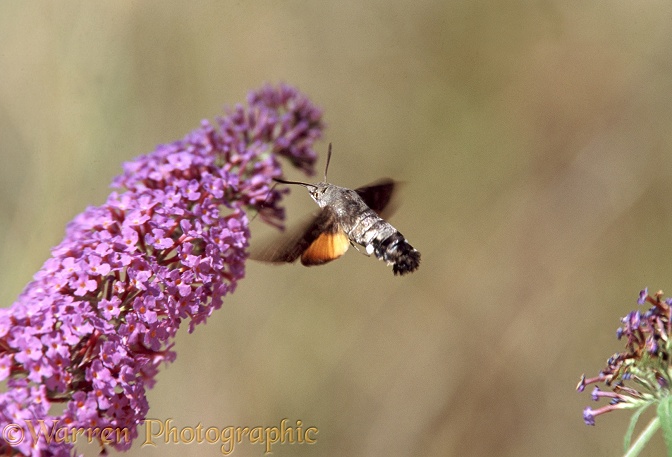 Humming-bird Hawk Moth (Macroglossum stellatarum) feeding on Buddleia
