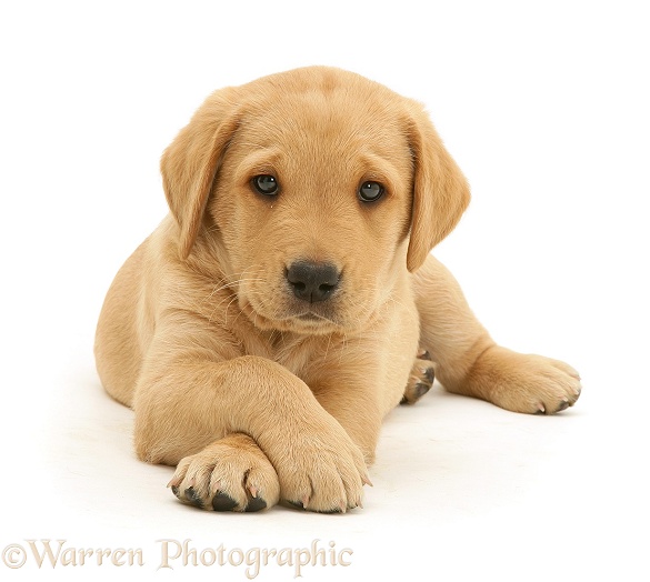 Yellow Labrador Retriever pup, 8 weeks old, lying with paws crossed, white background