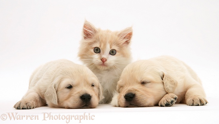 Sleepy Golden Retriever puppies, 3 weeks old, with ginger-and-white kitten, white background