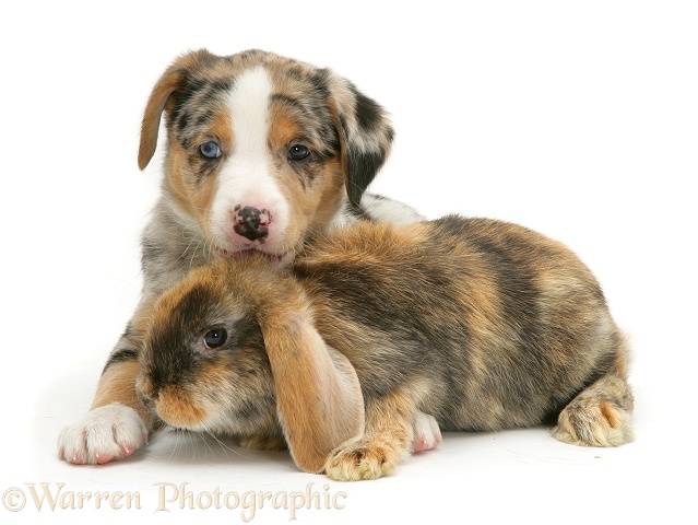 Merle Border Collie pup Kylie with tortoiseshell Dwarf Lop rabbit, white background