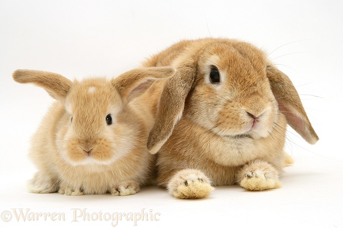 Sandy Lop doe rabbit and baby, 3 weeks old, white background