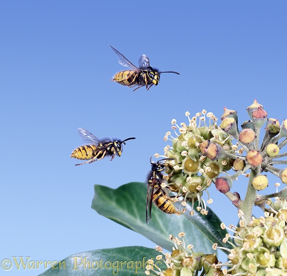 Common Wasp (Vespula vulgaris) workers attracted to Ivy (Hedera helix) flowers in October