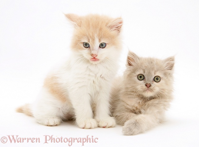 Ginger-and-white and lilac-tortoiseshell Thomasina kittens, white background