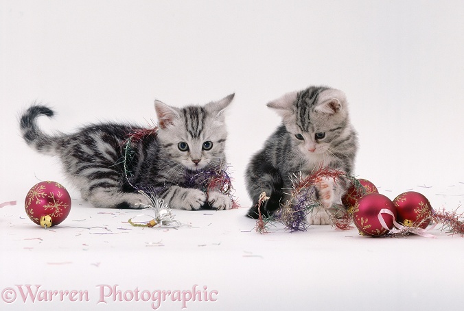 Silver tabby kittens playing with baubles and tinsel, white background
