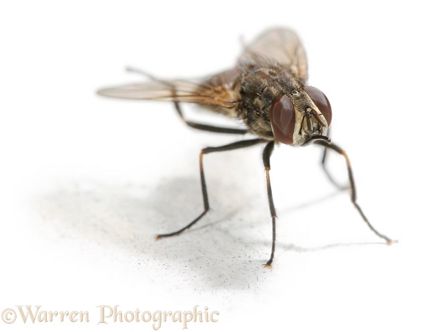 Stable Fly (Stomoxys calcitrans) cleaning its wings with hind legs, white background