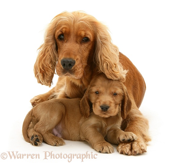 Golden Cocker Spaniel and pup, white background