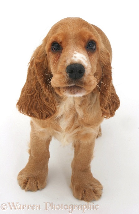 Golden Cocker Spaniel pup, white background