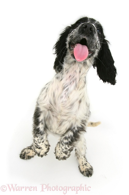 Black-and-white Cocker Spaniel pup standing up with tongue out, white background