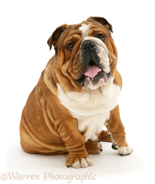 Bulldog, white background