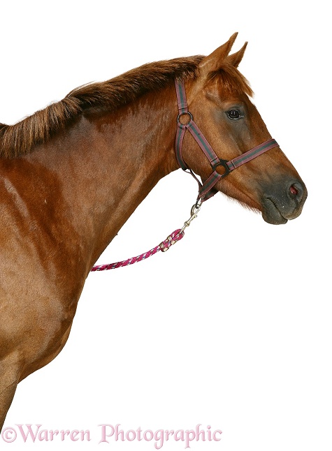 British show pony, Woody, white background