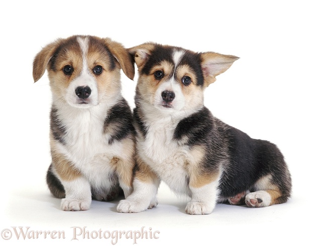 Pembrokeshire Welsh Corgi pups, 9 weeks old, ears starting to prick, white background