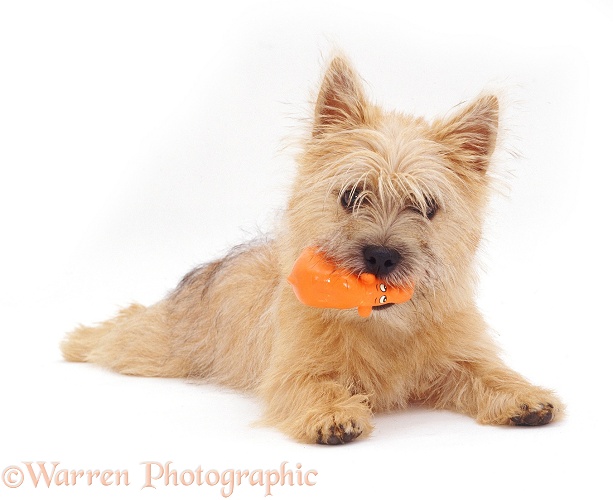 Cairn Terrier pup Daisy, 5 months old, white background