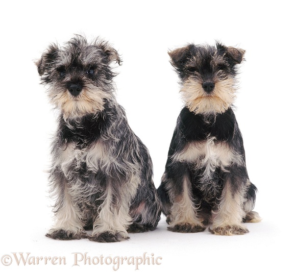 Two Miniature Schnauzer pups, 8 weeks old, white background