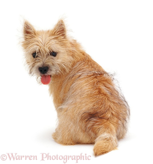Cairn Terrier pup Daisy, 5 months old, back view, looking over her shoulder, white background