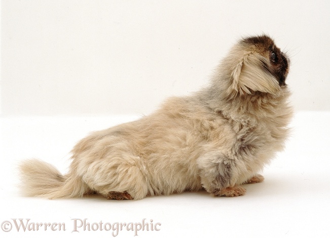 Elderly Pekingese bitch Bubbles, white background