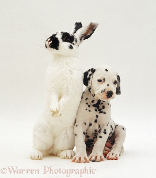 Dalmatian pup and rabbit, white background
