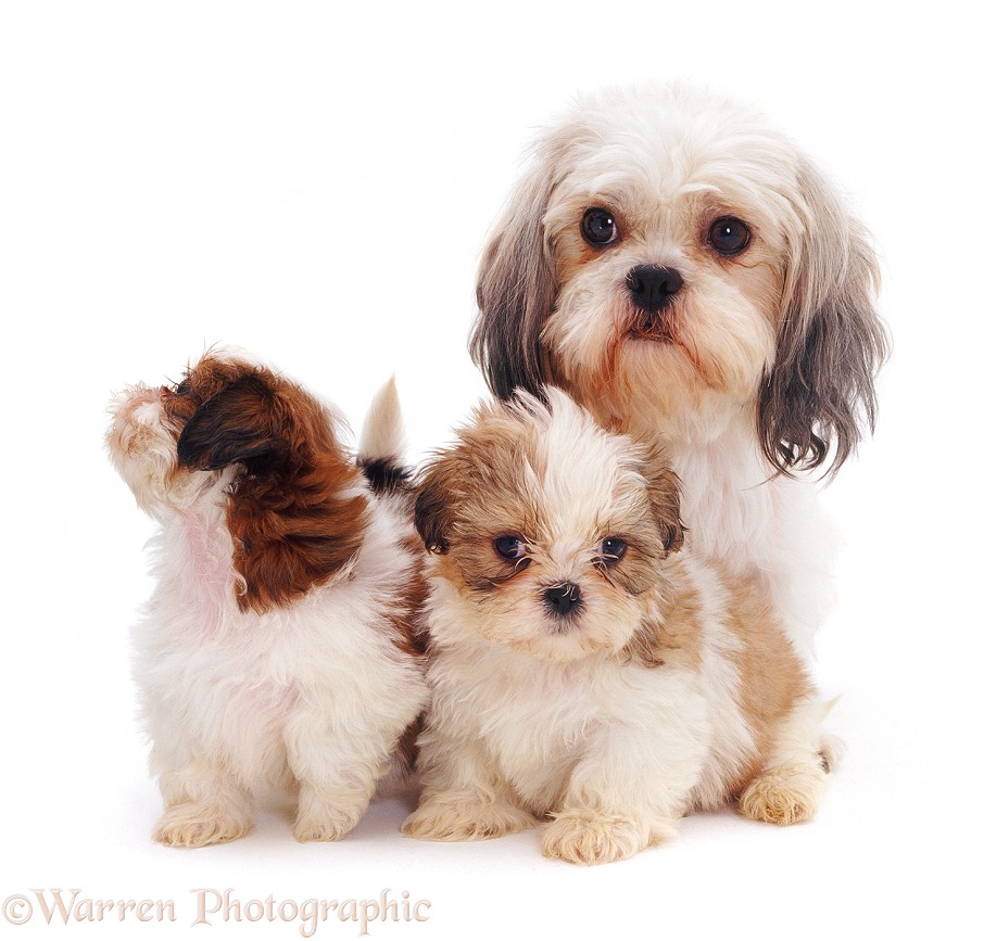 Shih-tzu mother and pups, white background