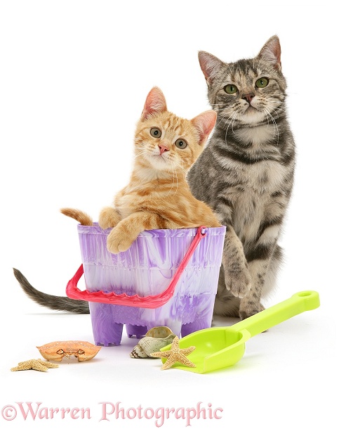 Cats on holiday, with beach bucket and spade, white background