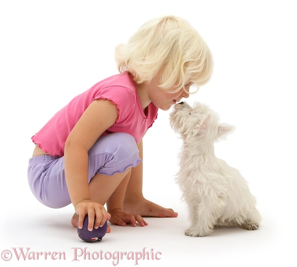 Siena and West Highland White Terrier pup, white background