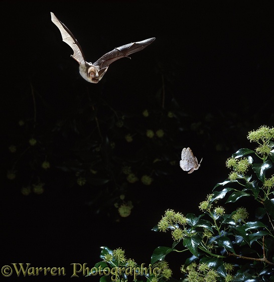 Brown Long-eared Bat (Plecotus auritus) hunting Feathered Thorn Moth (Colotois pennaria)