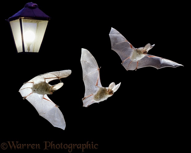Brown Long-eared Bat (Plecotus auritus) flight sequence