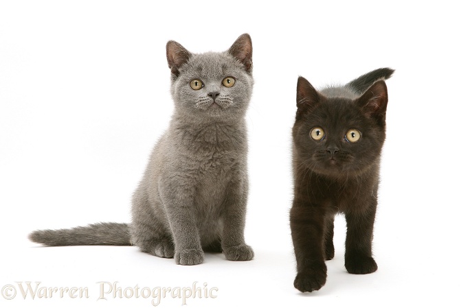 British Shorthair blue kitten Taz and British Shorthair black kitten Panther, 7 weeks old, white background