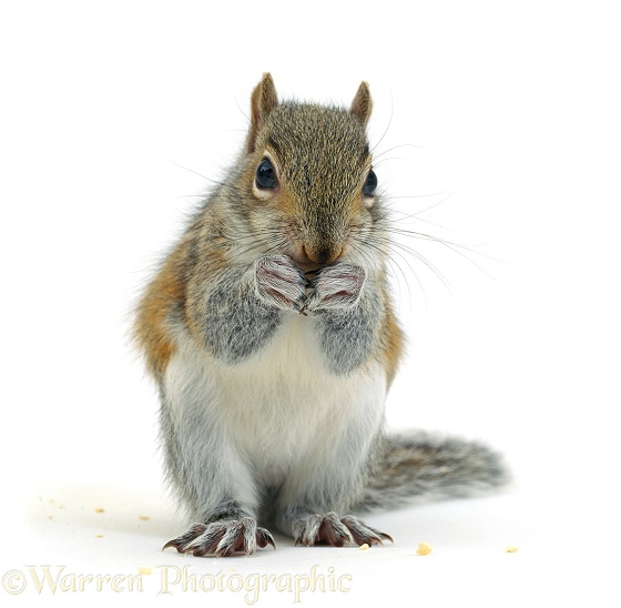 Grey Squirrel (Sciurus carolinensis) eating a nut, white background