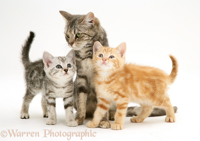Tabby cat, Cynthia, with kittens, Benedict, ginger, and Joan, silver tabby, white background